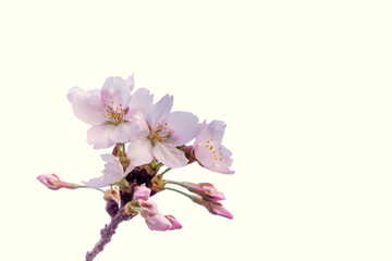 Fototapeta na wymiar かわいい桜の花