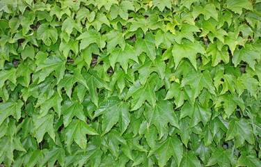 Fototapeta na wymiar lush green vine leaves