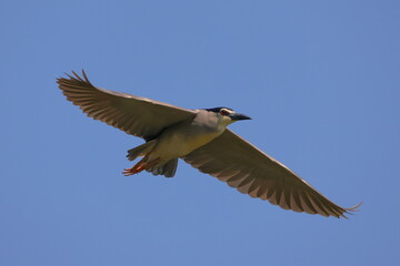 青空を飛ぶゴイサギ