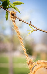 buds of a tree