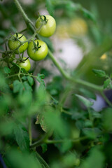 A bunch of green tomatoes on a branch. Plant's stems and leaves out of focus