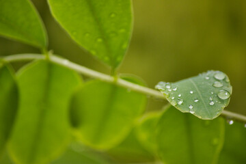 “In every change, in every falling leaf there is some pain, some beauty. And that's the way new leaves grow.”