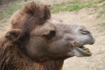 Face Of Arabian Camel Or Dromedary, side view