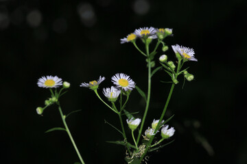 Natural Bellis Perennis Macro Photo