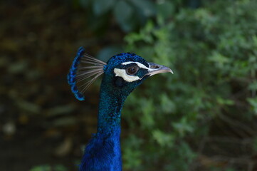 close up of peacock