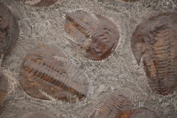 Ancient fossil remains of trilobites