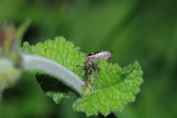 Halyomorpha Halys insect macro photo