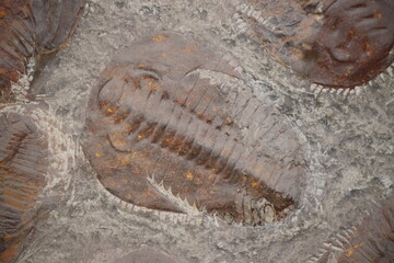 Ancient fossil remains of trilobites