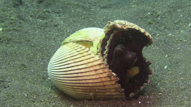 mollusc shells open revealing small coconut octopus using these shells as a mobile home, close-up shot on sandy bottom
