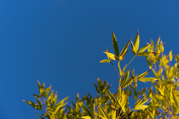 Spring leaves the background with a blue sky for copy space.