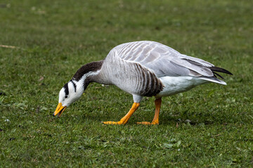 The bar-headed goose, Anser indicus seen in English Garden in Munich