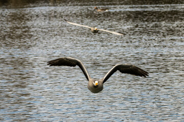 The bar-headed goose, Anser indicus flying over a lake in English Garden in Munich