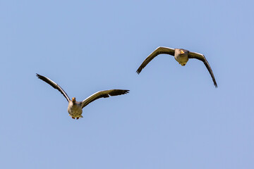 The flying greylag goose, Anser anser is a species of large goose
