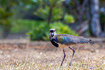 The Southern Lapwing also know as Quero-Quero strolling near their nest. Species Vanellus chilensis. National bird of Uruguay. Birdwatching. Animal lover. Black chest. red eyes