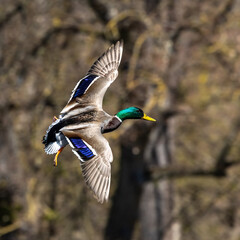 Wild duck or mallard, Anas platyrhynchos flying over a lake in Munich, Germany