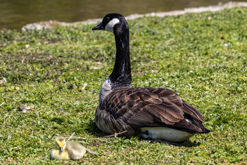 Canada goose, Branta canadensis family with young goslings at a lake near Munich in Germany