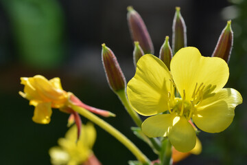 Edible plant and traditional remedy  - close up of blossom of evening primrose