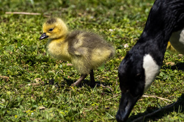 Canada goose, Branta canadensis family with young goslings at a lake near Munich in Germany