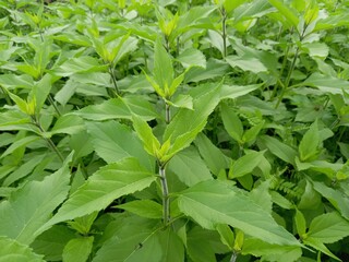 green leaves of a plant