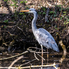 Grey heron, Ardea cinerea, a massive gray bird wading through a flat lake searching for fish