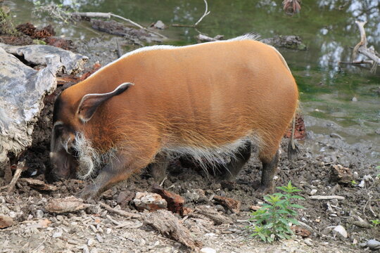 potamochoerus porcus - red river hog