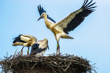 Family stork