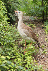 red-legged seriema cariama cristata 