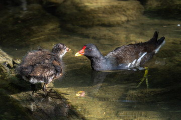 Common moorhen Gallinula chloropus also known as the waterhen or swamp chicken
