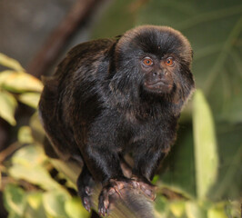 callimico goeldii - goeldi tamarin monkey closeup
