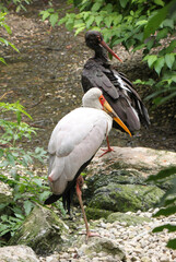 white and black ibis in forest