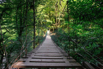 wooden suspension bridge in the forest, jungle