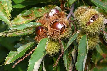 open hedgehog with chestnuts inside hanging on a tree in a forest in Tuscany, Italy.