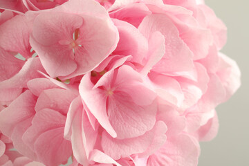 Beautiful pink hortensia flowers on light background, closeup
