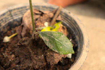 Mango leaves in a plant pot, close-up, love the world, love nature
