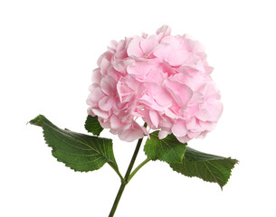 Fototapeta premium Branch of hortensia plant with delicate flowers on white background