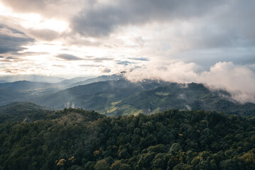 dark forest during a foggy,forest pine in asia