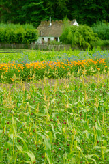 Fields of Crops and Flowers in Front of a Farm Cottage and Forest