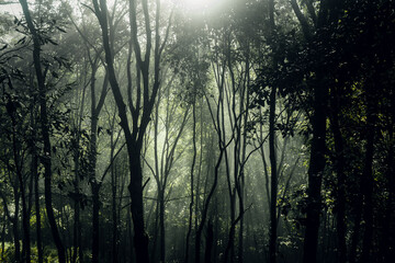 dark forest during a foggy,forest pine in asia