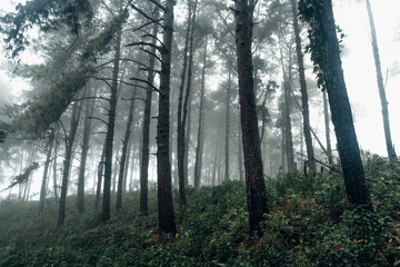 Obraz premium dark forest during a foggy,forest pine in asia