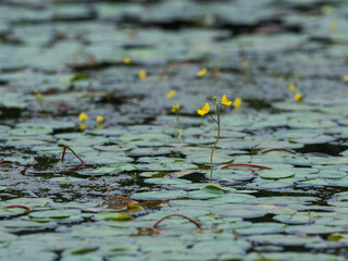 タヌキモの咲く沼