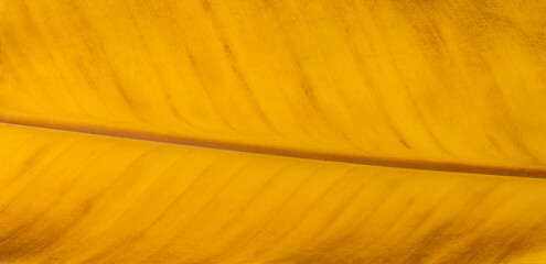 vibrant yellow leaf closeup, background texture, wallpaper backdrop for graphic designing