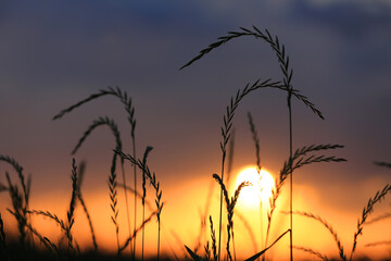 sunset in grassland