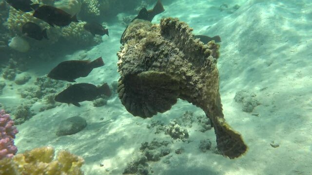 Stone fish - Synanceiidae. Ocean wart - this fish of the family Synanceiidae grows up to 27 cm. It lies motionless on the bottom for hours, waiting for prey. One of the world's most poisonous fish.