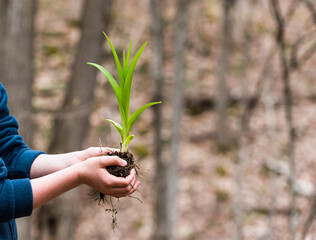 Child's hands holding green plant on blurred outdoor background.