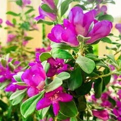 Flowering bush with bright flowers