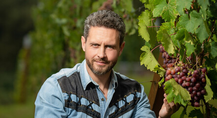 man harvester on summer harvest. portrait of enologist in grape leaves. farmer at grapevine.