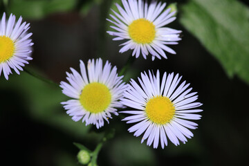 Natural Bellis Perennis Macro Photo © Recep