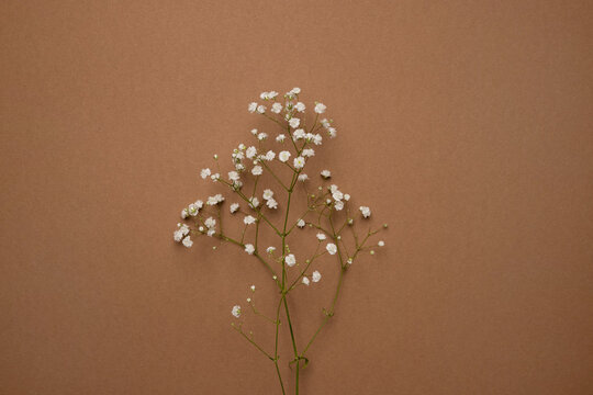Dry flower branch on a light brown background. Trend, minimal concept
