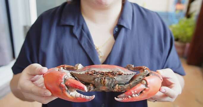 Close up Woman holding fresh steamed jumbo giant mud crab on hand eat with thai style spicy sauce, Thai seafood