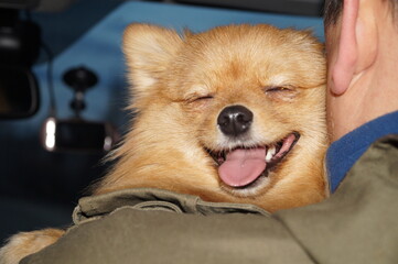 The tired Pomeranian fell asleep on his master's shoulder